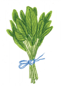 Illustration of some tied basil.