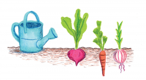 Illustration of some planted veggies next to a watering can.