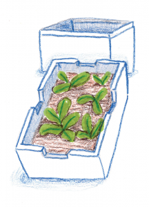 Illustration of plants in a reused box.