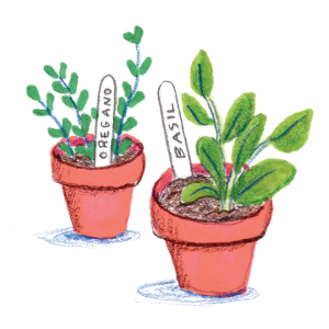 Illustration of some potted basil and rosemary.